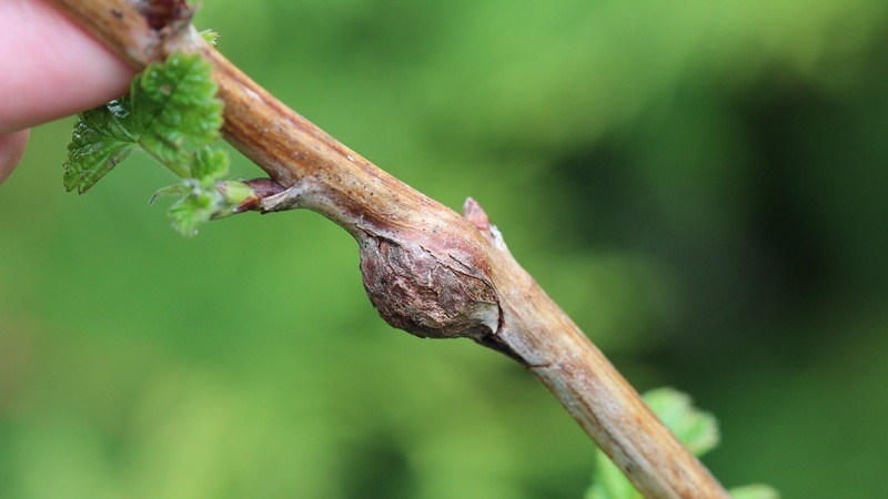 Малиновая стеблевая галлица, вредитель малины